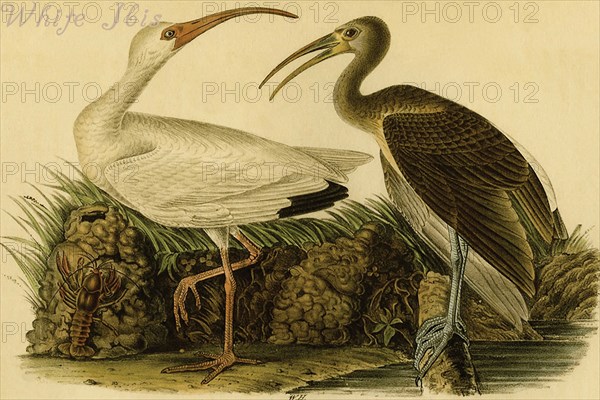 White Ibis