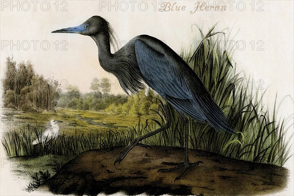 Blue Heron