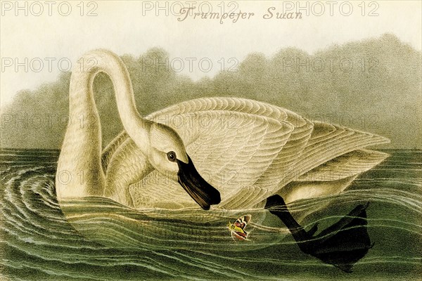 Trumpeter Swan