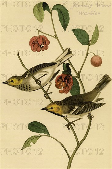 Hermit Wood Warbler