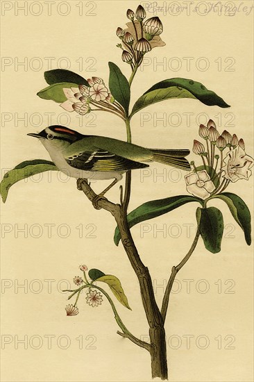 Cuvier's Kinglet