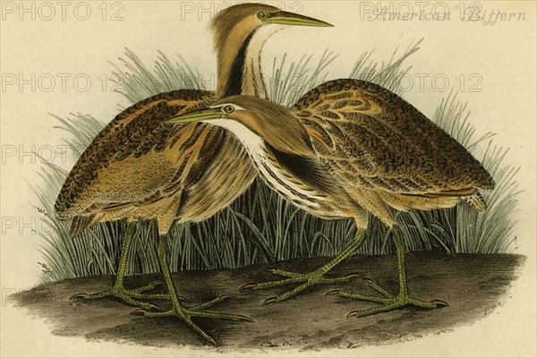 American Bittern