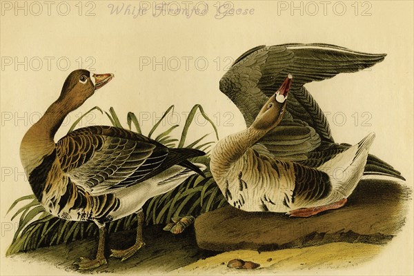 White Fronted Goose