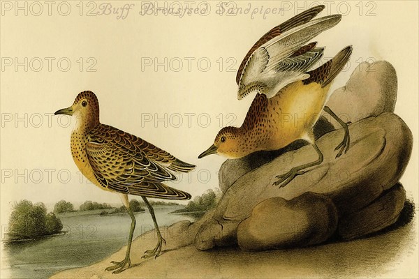 Buff Breastsed Sandpiper