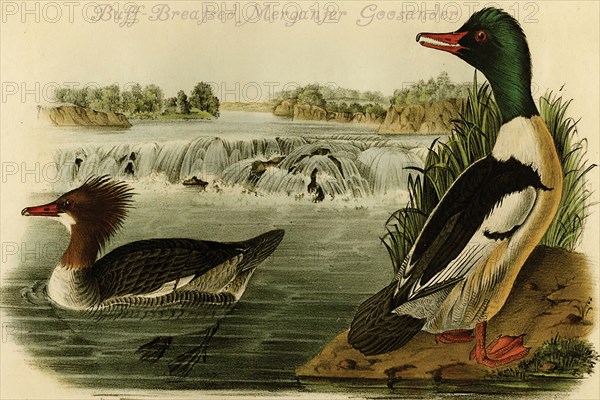 Buff-Breatsed Merganter Goosander