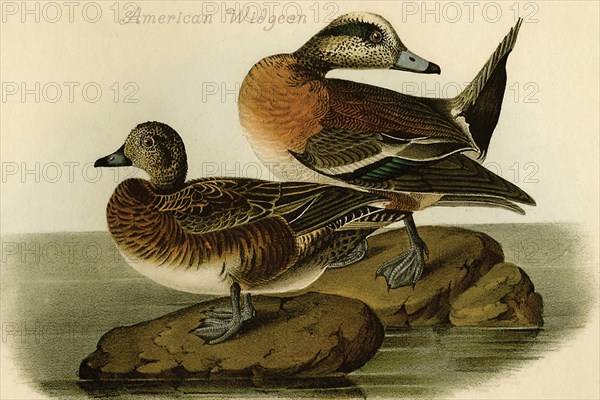 American Widgeon