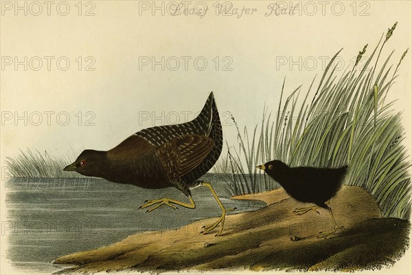 Least Water Rail