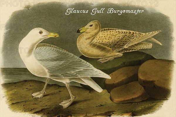 Glaucus Gull Burgomaster