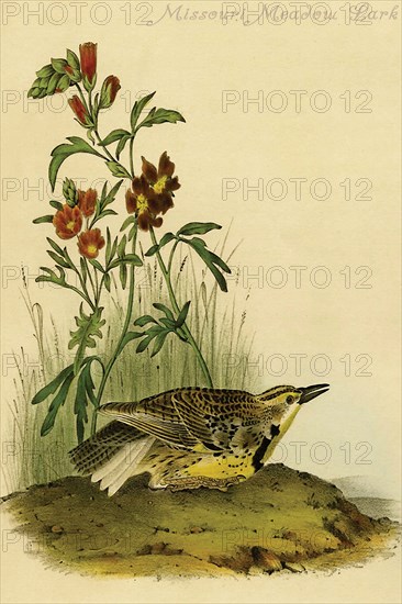 Missouri Meadow Lark