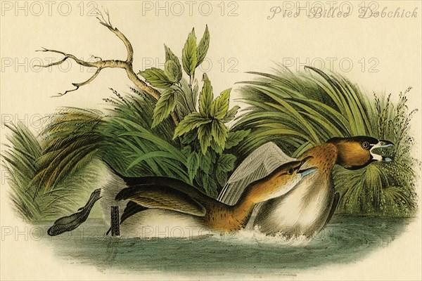 Pied Billed Dobchick