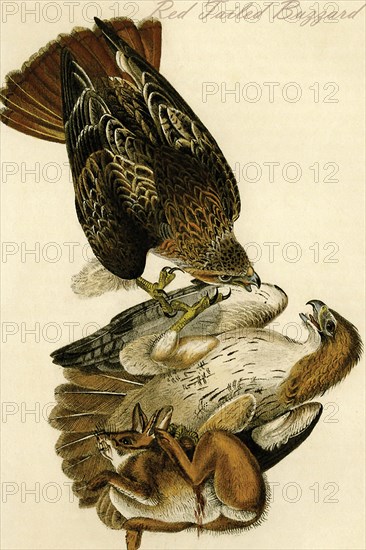 Red Tailed Buzzard