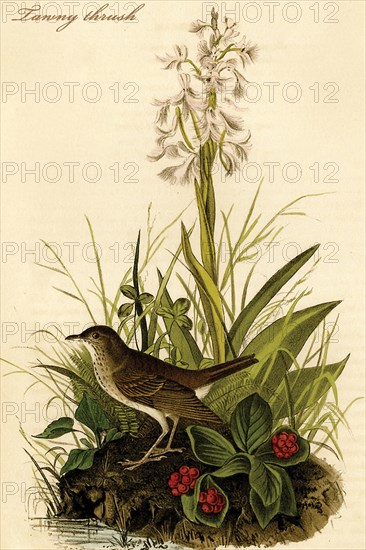 Tawny thrush