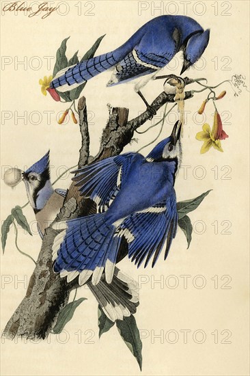 Blue Jay