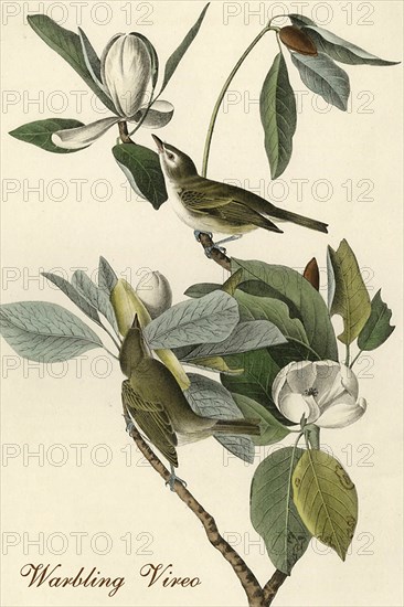 Warbling Vireo