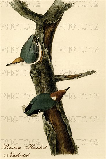 Brown Headed Nuthatch