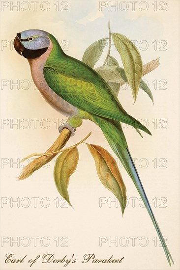 Earl of Derby's Parakeet
