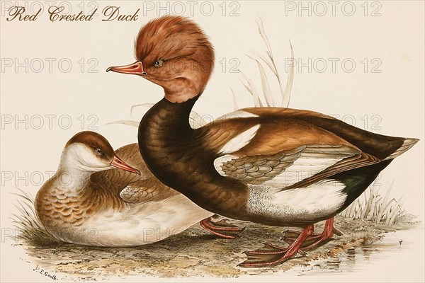 Red Crested Duck