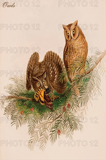 Owls