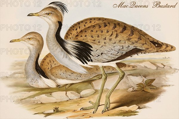 MacQueens Bustard