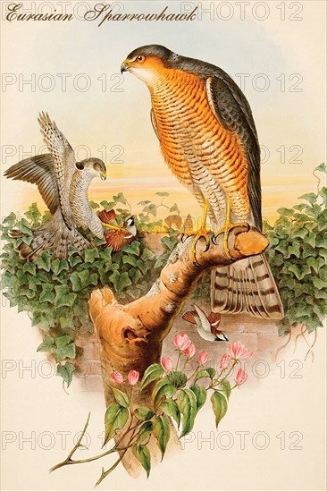 Eurasian Sparrowhawk