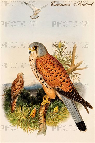 Eurasian Kestrel