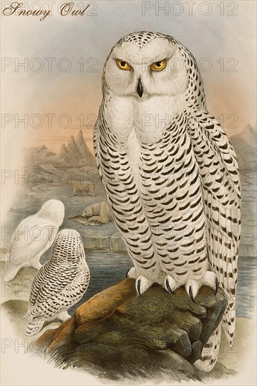 Snowy Owl