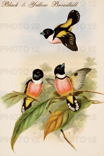 Black & Yellow Broadbill