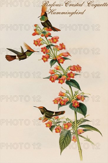 Rufous-Crested Coquette Hummingbird