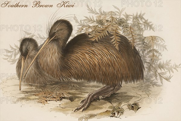 Southern Brown Kiwi