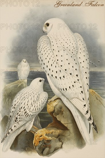 Greenland Falcon