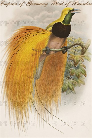 Empress of Germany Bird of Paradise.