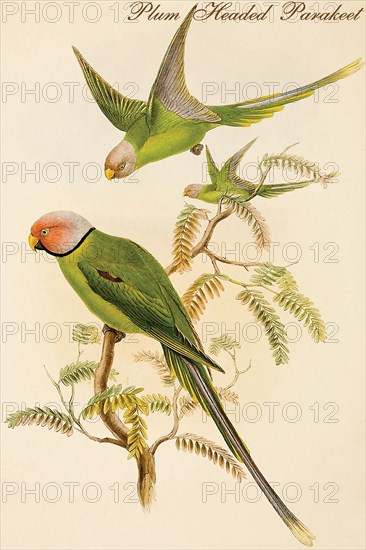 Plum Headed Parakeet