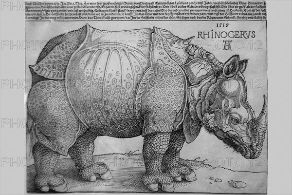 Rhinoceros