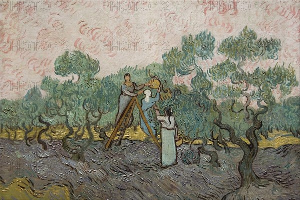 Women Picking Olives