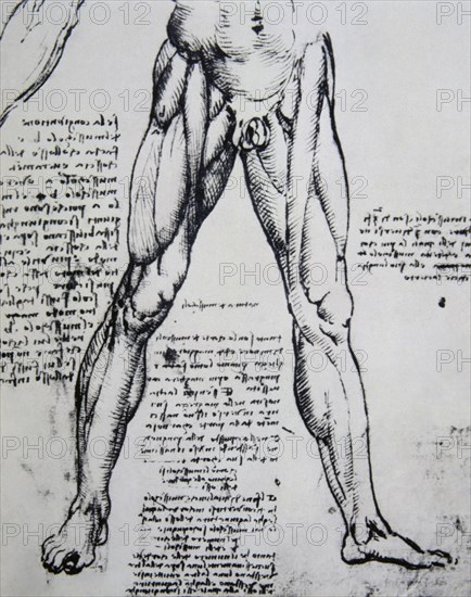 Drawing on anatomy by Leonardo da Vinci (1452-1519) The Muscles of the legs.