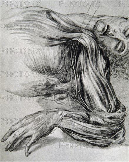 Drawing from a study of anatomy. Human muscles of the arms. 18th century.