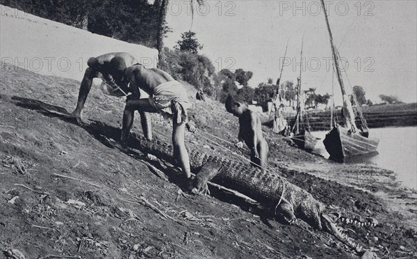 crocodile catching in egypt