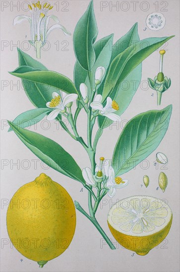 Digital improved high quality reproduction: The citron