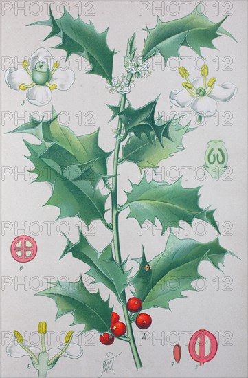 Digital improved high quality reproduction: Ilex aquifolium