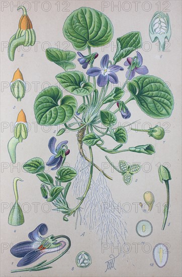 Digital improved high quality reproduction: Viola odorata is commonly known as wood violet