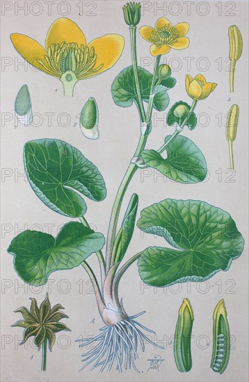 Digital improved high quality reproduction: Caltha palustris