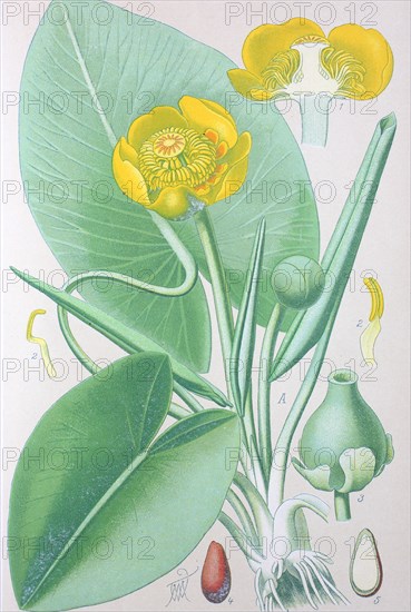 Digital improved high quality reproduction: Nuphar lutea