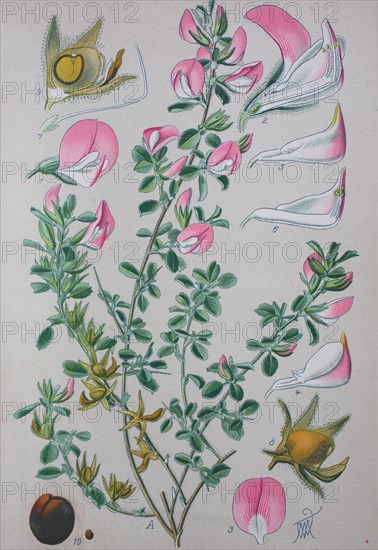 Digital improved high quality reproduction: Ononis repens or common restharrow is a plant species of the genus Ononis / Kriechende Hauhechel