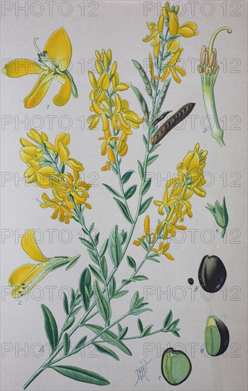 Digital improved high quality reproduction: Genista tinctoria