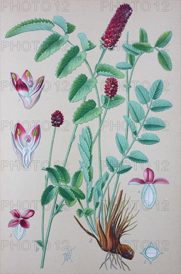 Digital improved high quality reproduction: Sanguisorba officinalis