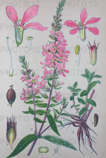 Digital improved high quality reproduction: Lythrum salicaria