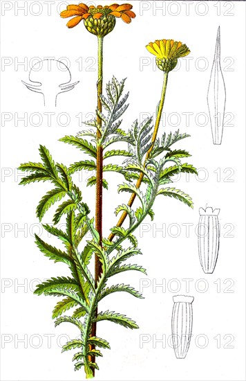 Digital improved reproduction of an illustration of