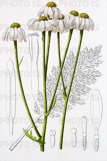 Digital improved reproduction of an illustration of