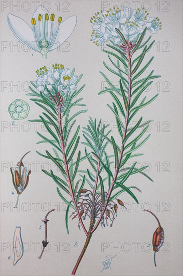 Digital improved high quality reproduction: Rhododendron tomentosum