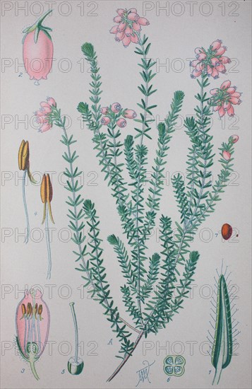 Erica tetralix